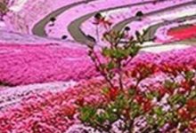 梦见好粗的花蛇和瞬间花开变成一片花海-超别界度