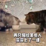 两只感动人类的猫-超别界度
