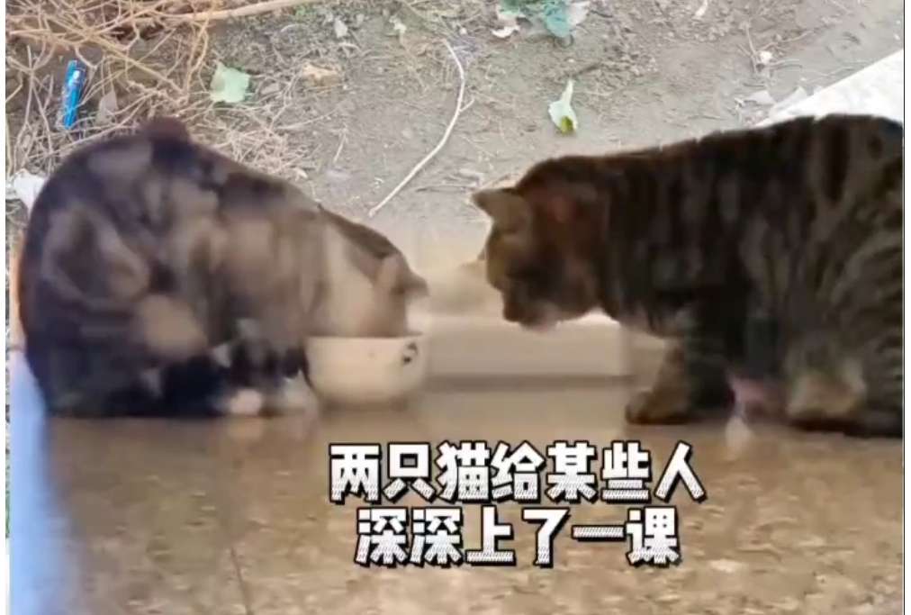 两只感动人类的猫-云铺