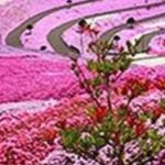 梦见好粗的花蛇和瞬间花开变成一片花海-超别界度