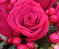 付费图片-亲手自拍很漂亮的鲜花，你见过多少又收过送过多少？