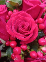 付费图片-亲手自拍很漂亮的鲜花，你见过多少又收过送过多少？