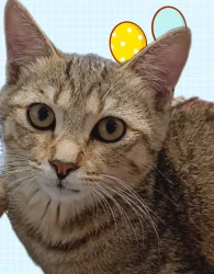 图片[4]-随手拍了几张照片：可爱的猫咪-超别界度