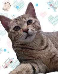 图片[3]-随手拍了几张照片：可爱的猫咪-超别界度