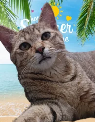 图片[2]-随手拍了几张照片：可爱的猫咪-超别界度